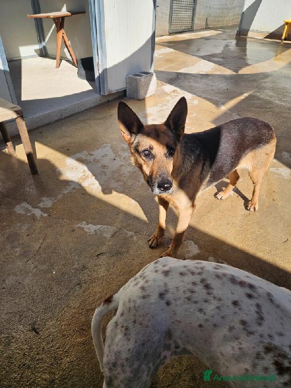 Gilda: amica di bimbi gatti e cani. Superdolce  Foto 6